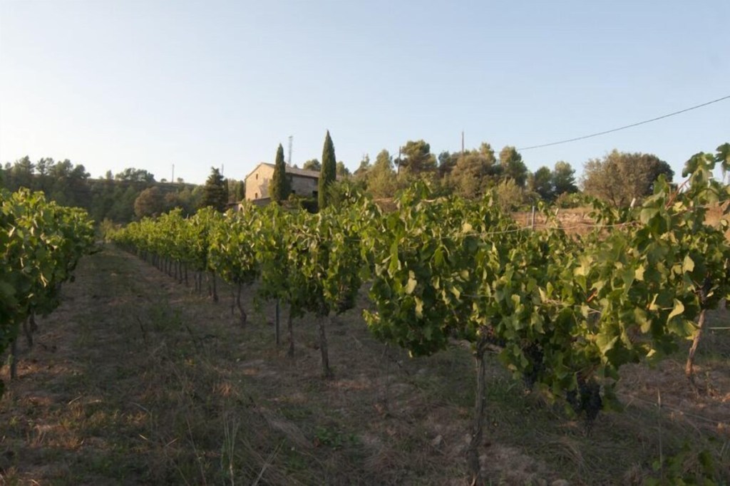Oló senyalitza com arribar als cellers del poble per facilitar les propostes&nbsp;enoturístiques